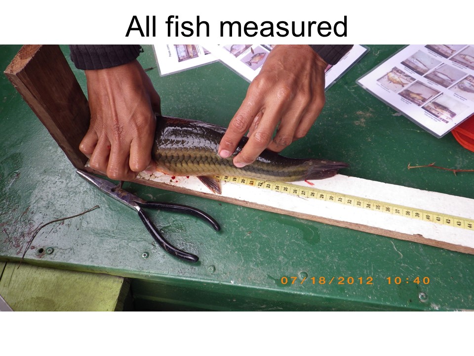 measuring fish.jpg